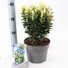 Euonymus jap. Paloma Blanca Pot 3 liter 25-30cm