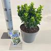 Euonymus jap. Paloma Blanca Pot 3 liter 25-30cm