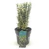 Euonymus jap. 'White Spire' Pot 2 Liter 20 - 30 cm