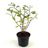 Exochorda racem. Blushing Pearl Pot 2 Liter40 - 50 cm
