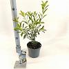Exochorda racem. 'Niagara' Pot 2 liter 25-30cm
