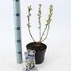 Exochorda racem. 'Niagara' Pot 2 liter 25-30cm