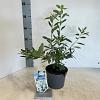 Exochorda racem. 'Niagara' Pot 2 liter 25-30cm
