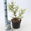Exochorda racem. 'Niagara' Pot 2 liter 25-30cm