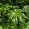 Fatsia japonica Pot 2 Liter 20 - 30 cm
