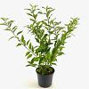 Forsythia int. 'Lynwood' Pot 3 Liter 50 - 60 cm