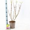 Forsythia int. 'Spectabilis' Pot 2 Liter30 - 40 cm