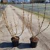Forsythia int. 'Spectabilis' Pot 2 Liter30 - 40 cm
