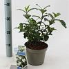 Gardenia jasm. Double Diamonds Pot 2 liter 25-30cm
