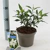 Gardenia jasm. Fool Proof Pot 2 liter 25-30cm
