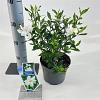 Gardenia jasm. Fool Proof Pot 2 liter 25-30cm