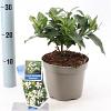 Gardenia jasm. Pinwheel Pot 2 liter 25-30cm
