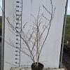 Hamamelis intermedia Pot 7,5 Liter 80 - 100 cm