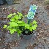 Hedera hib. 'Arbori Compact' Pot 2 Liter 20 - 30 cm