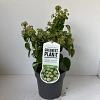 Hedera hib. 'Arbori Compact' Pot 2 Liter 20 - 30 cm