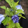 Hibiscus syr. Blue Chiffon Pot 5 Liter 60 - 70 cm