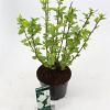 Hibiscus syr. 'Totus Albus' Pot 3 Liter 40 - 50 cm
