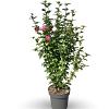 Hibiscus syr. 'Woodbridge' Pot 3 Liter 40 - 50 cm