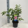 Hibiscus syr. 'Woodbridge' Pot 3 Liter 40 - 50 cm