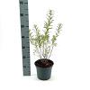 Hippophae rhamnoides Pot 3 Liter 40 - 50 cm