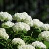 Hydrangea a. Strong Annabelle Pot 20 Liter 100 - 125 cm