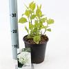 Hydrangea a. 'Annabelle' Pot 2 Liter 20 - 30 cm
