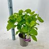 Hydrangea a. 'Annabelle' Pot 2 Liter 20 - 30 cm