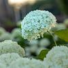 Hydrangea a. 'Bounty' Pot 7,5 Liter 80 - 100 cm
