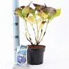 Hydrangea m. 'Blaumeise' Pot 2 Liter 20 - 30 cm