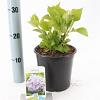 Hydrangea m. 'Bouquet Rose' Pot 2 Liter 20 - 30 cm