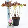 Hydrangea m. 'Bouquet Rose' Pot 2 Liter 20 - 30 cm