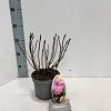 Hydrangea m. 'Bouquet Rose' Pot 2 Liter 20 - 30 cm
