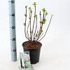 Hydrangea m. 'Mad. Emile Mouillère' Pot 2 Liter 20 - 30 cm