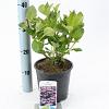 Hydrangea m. 'Mariesii Perfecta' Pot 2 Liter 20 - 30 cm