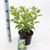 Hydrangea pan. 'Limelight' Pot 2 Liter 20 - 30 cm