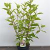 Hydrangea pan. 'Phantom' Pot 3 Liter 50 - 60 cm
