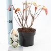 Hydrangea pan. 'Silver Dollar' Pot 2 liter 25-30cm