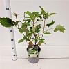 Hydrangea quercifolia Pot 2 liter 25-30cm