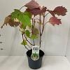 Hydrangea quercifolia Pot 3 liter 25-30cm