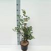 Ilex aq. 'Alaska' Pot 3 Liter 40 - 60 cm