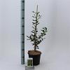 Ilex aq. 'Alaska' Pot 3 Liter 40 - 60 cm