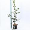 Ilex aq. 'J.C. van Tol' Pot 3 Liter 40 - 60 cm