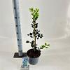 Ilex aq. 'J.C. van Tol' Pot 3 Liter 40 - 60 cm