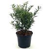 Ilex aq. 'Myrtifolia' Pot 3 Liter 40 - 50 cm