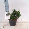 Ilex crenata Pot 2 Liter 10 - 20 cm