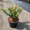 Ilex crenata 'Caroline Upright' Pot 2 Liter 20 - 30 cm