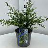 Ilex crenata 'Convexa' Pot 3 Liter 30 - 40 cm