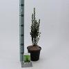 Ilex crenata 'Fastigiata' Pot 2 Liter40 - 50 cm
