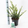 Ilex crenata 'Green Hedge' Pot 2 Liter 20 - 30 cm