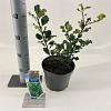 Ilex meserv. 'Blue Angel' Pot 3 Liter 30 - 40 cm